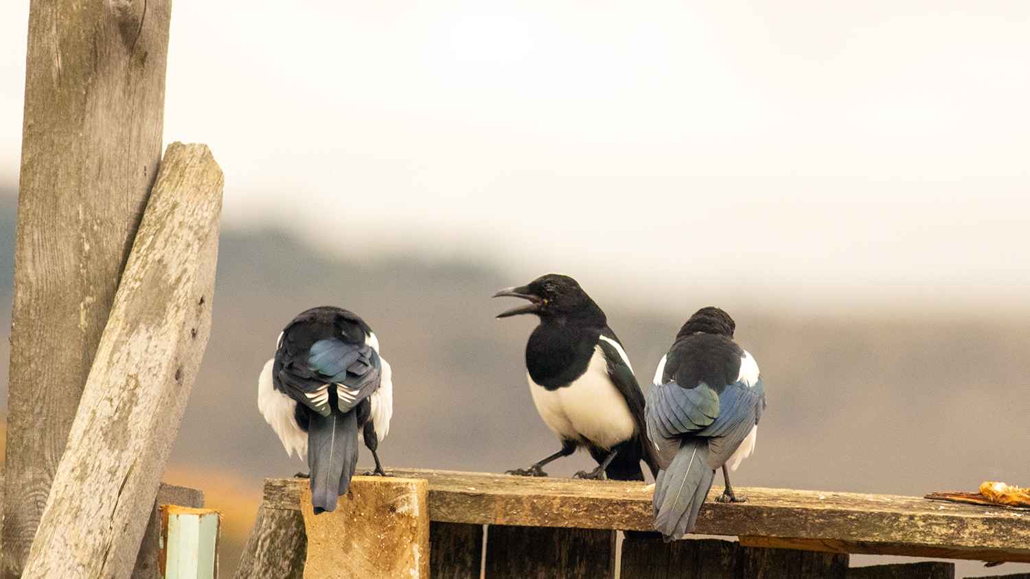 Eurasian Magpie